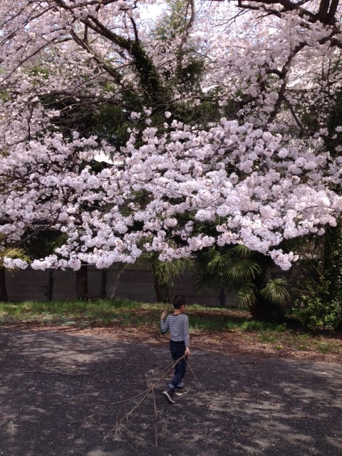 桜と豊紀